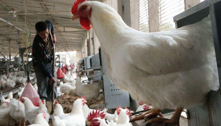 مزرعة دجاج بالمغرب - أرشيفية