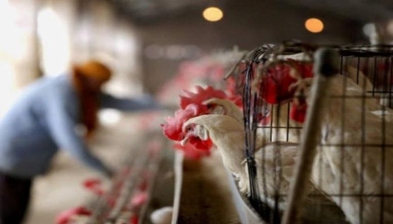 مزرعة دجاج بالمغرب - أرشيفية