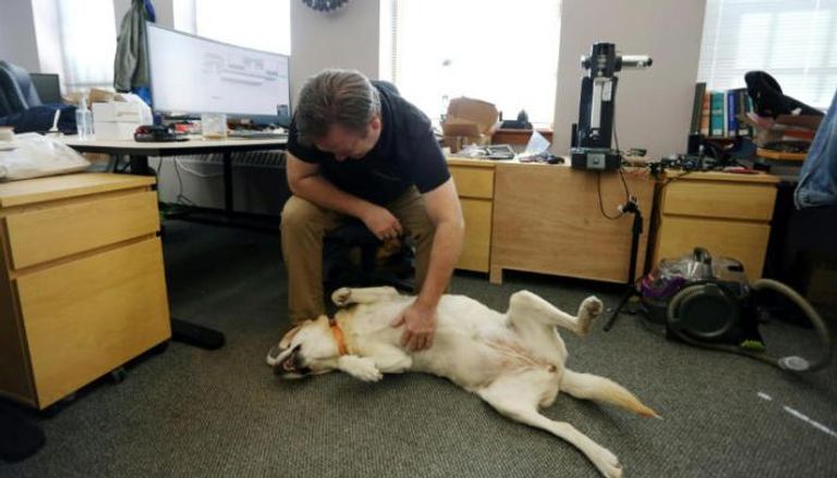  الكلاب تداوم مع أصحابها في مكاتب الشركات