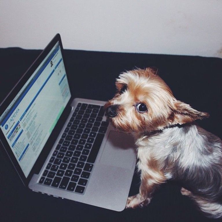 الكلاب تداوم مع أصحابها في مكاتب الشركات