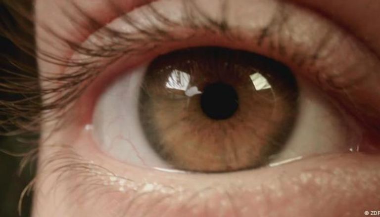 التقاء العيون ينشط خلايا عصبية بالدماغ