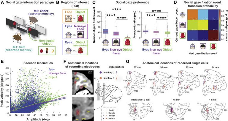 التقاء العيون ينشط خلايا عصبية بالدماغ