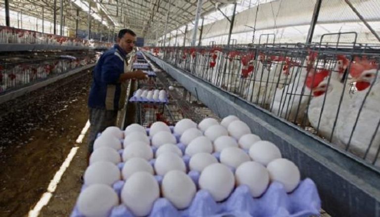 تونس تتجه لرفع أسعار البيض والدواجن