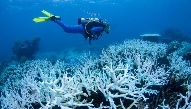 ابيضاض الحاجز المرجاني العظيم في أستراليا