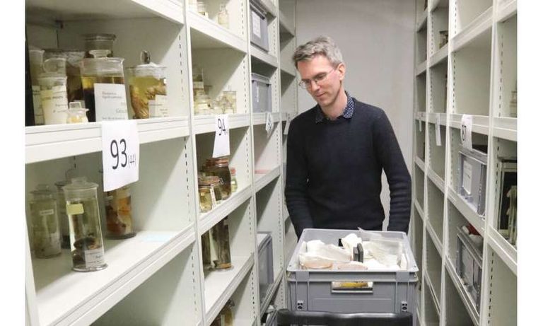 قنفذ النمل الشوكي من المجموعة المكتشفة 