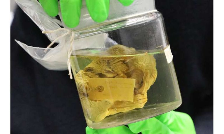 قنفذ النمل الشوكي من المجموعة المكتشفة 