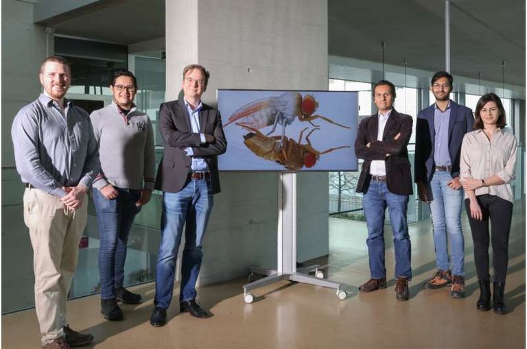 نموذج رقمي من ذبابة الفاكهة