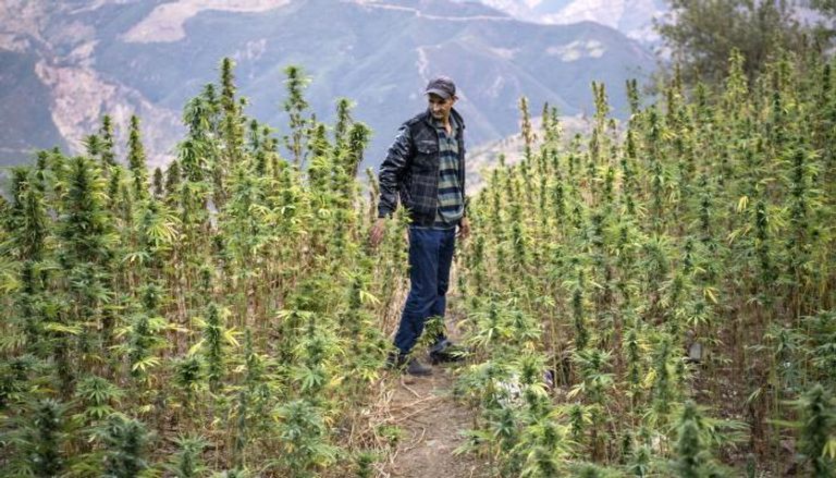 نبات القنب الهندي يستخلص منه مخدر الحشيش