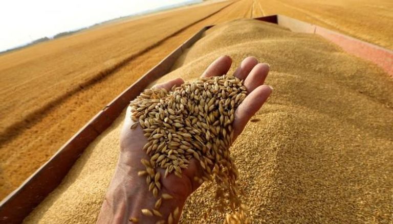 قرار هند يهدد أفريقيا وآسيا بأزمة في القمح