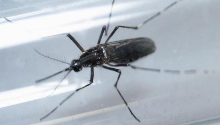 حمى الضنك تنتقل عبر لدغات البعوض المصاب