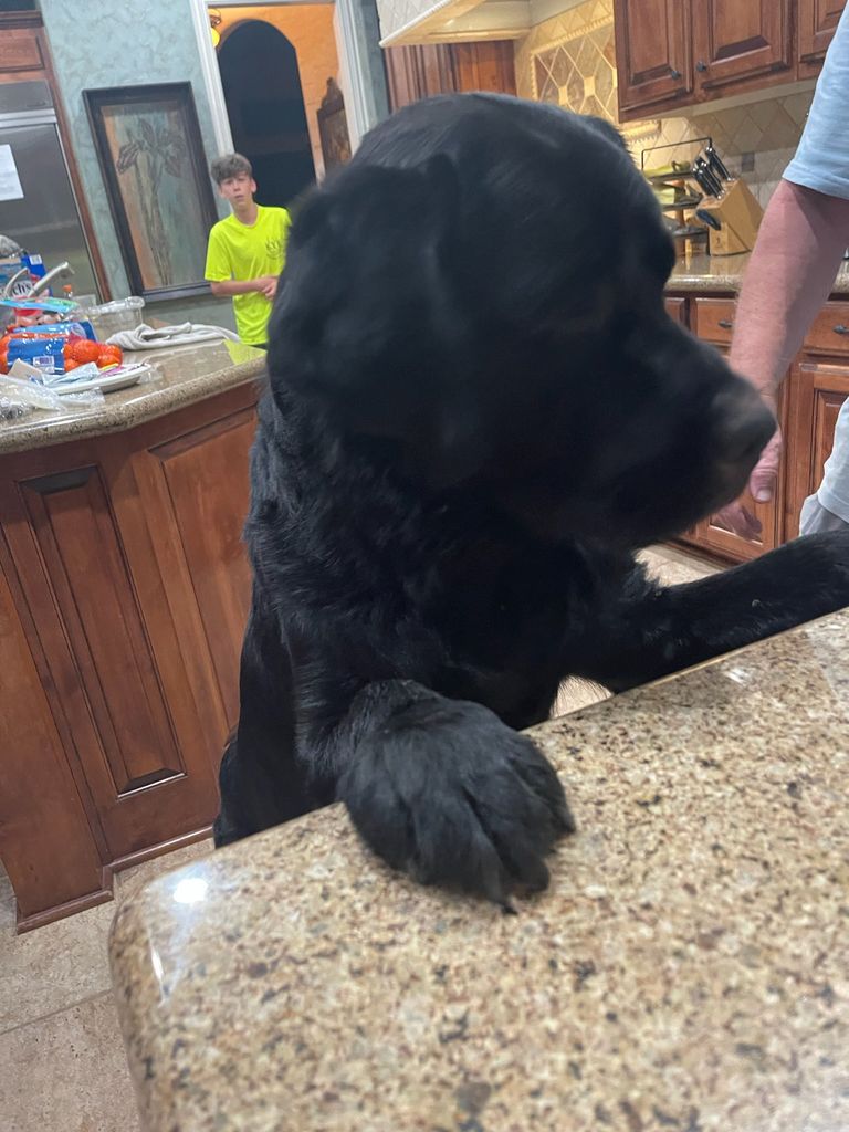 السيدة نوبي وكلبها البطل ماكس