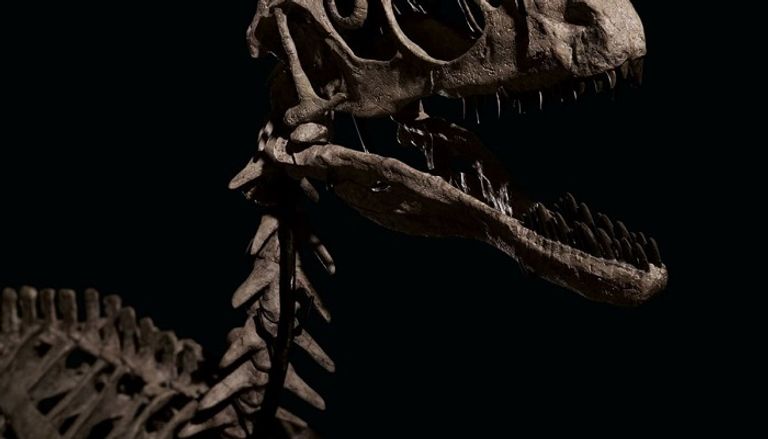 الهيكل العظمي لديناصور "رابتور"