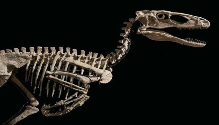 الهيكل العظمي لديناصور "رابتور"