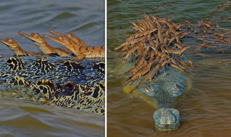 تمساح جافيال الهندي