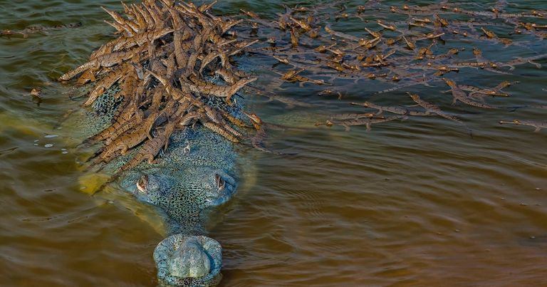 تمساح جافيال الهندي