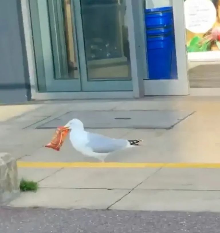 طائر النورس - أرشيفية