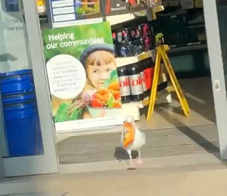 طائر النورس - أرشيفية