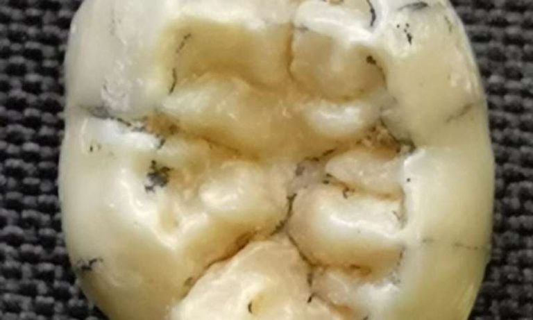 أسنان الطفلة التي يعود عمرها إلى أكثر من 130 ألف عام 