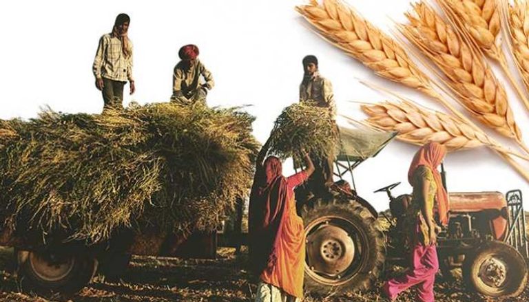 مخاوف من تأثير قرار الهند على إمدادات القمح في العالم