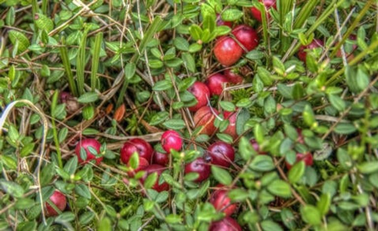 التوت البري