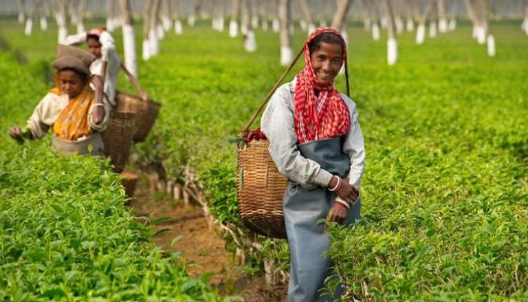 مزرعة شاي وعمال في جواهاتي - الهند 