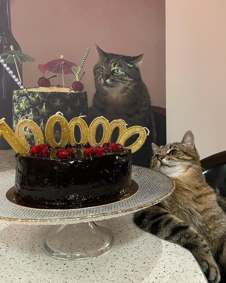 القط المدون الأوكراني ستيبان