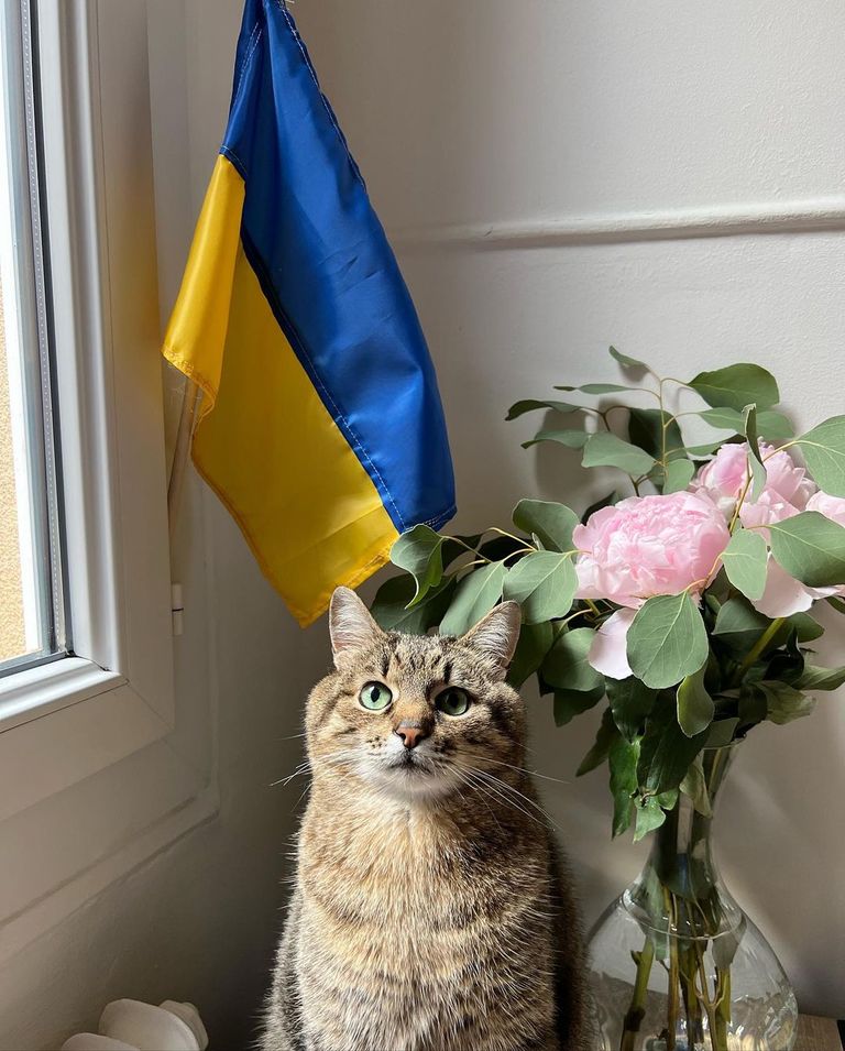 القط المدون الأوكراني ستيبان