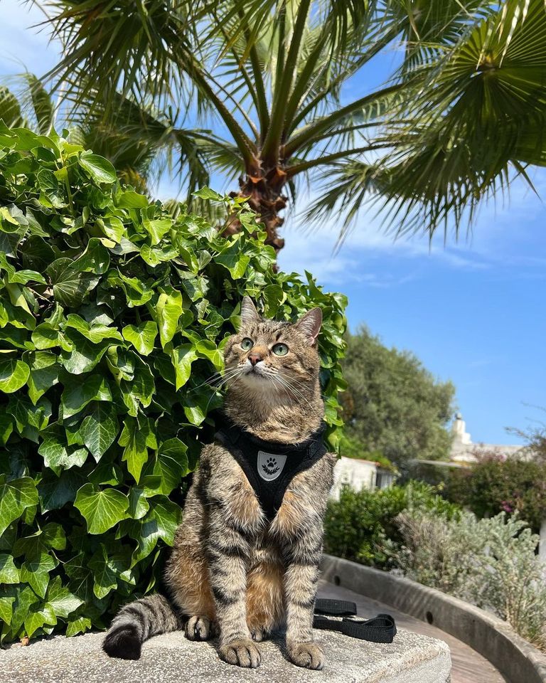 القط المدون الأوكراني ستيبان