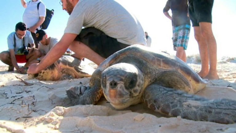 ناشطون بيئيون يحملون السلاحف التي إطلاق سراحها 