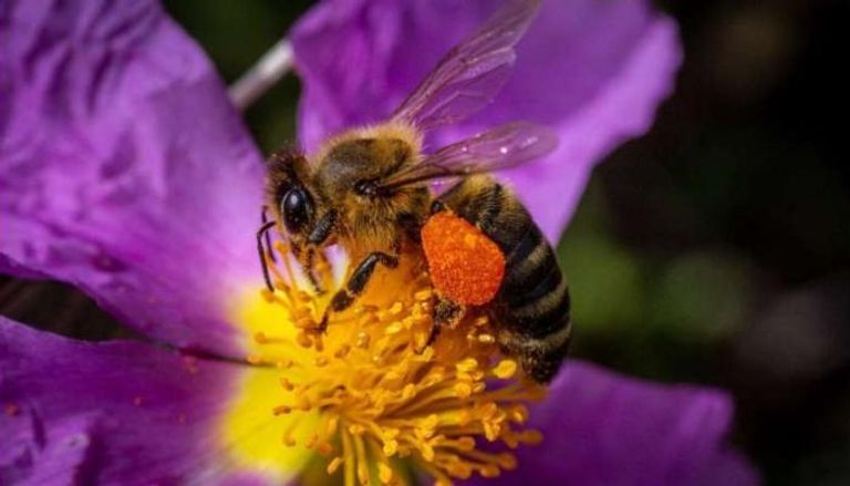 الكشف عن أمراض النحل من الحمض النووي بعسله 