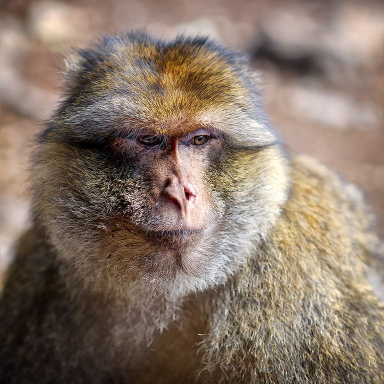 One of the monkeys in the Citadel National Park is one of the best places to visit in Algeria