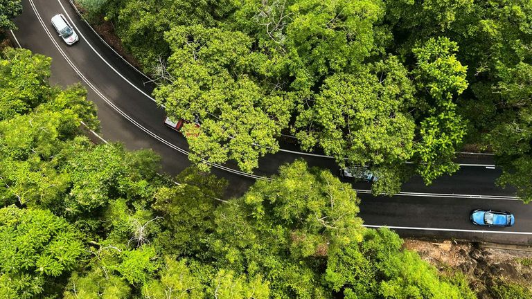 كوينزلاند لديها أقدم غابة استوائية على الأرض