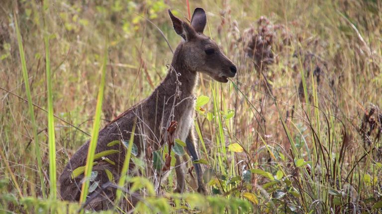 كوينزلاند لديها أقدم غابة استوائية على الأرض