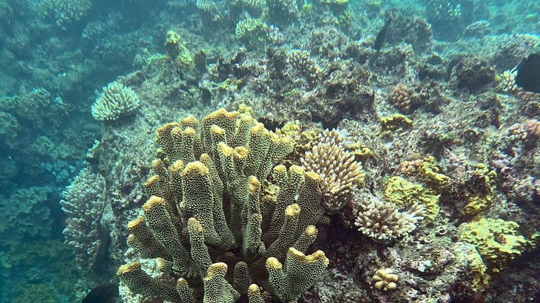 كوينزلاند لديها أقدم غابة استوائية على الأرض