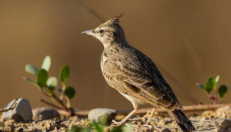 قرار الحبس يشمل الفترة من أبريل إلى أغسطس