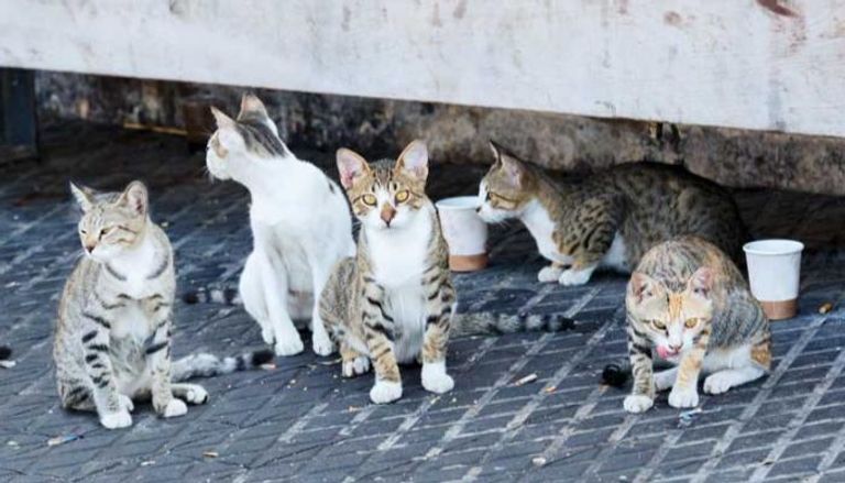 قرار الحبس يشمل الفترة من أبريل إلى أغسطس