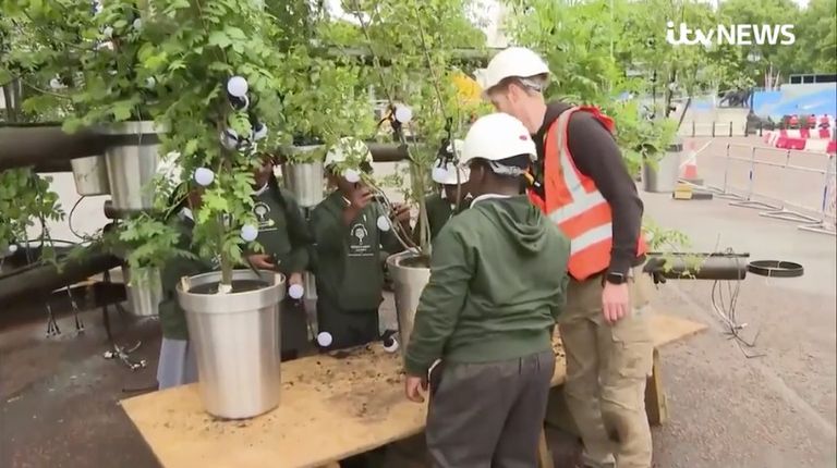 شجرة الأشجار أمام قصر باكينجهام