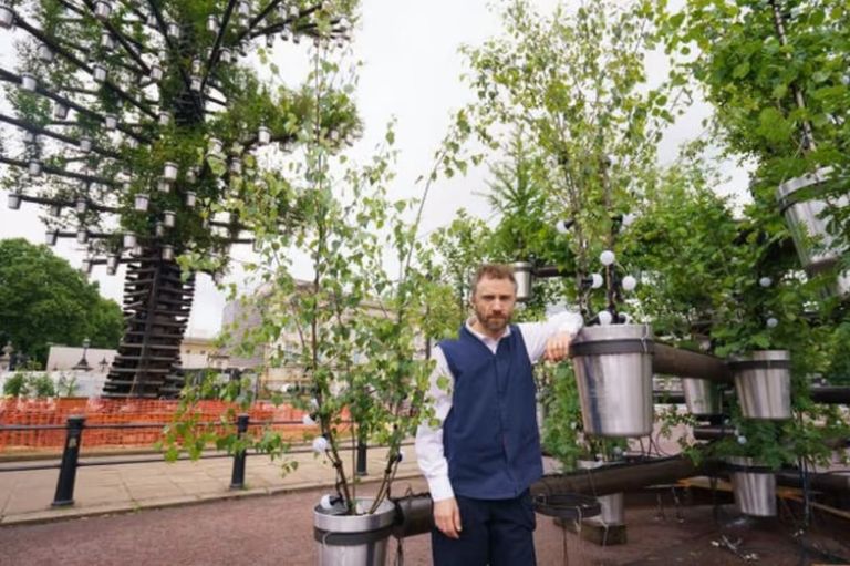 شجرة الأشجار أمام قصر باكينجهام