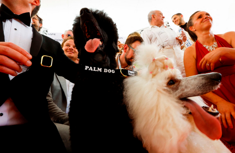 حفل جائزة سعفة الكلب 2022