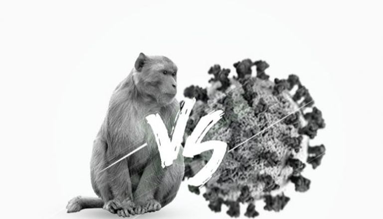 اختلافات جوهرية بين فيروس كورونا وجدري القرود