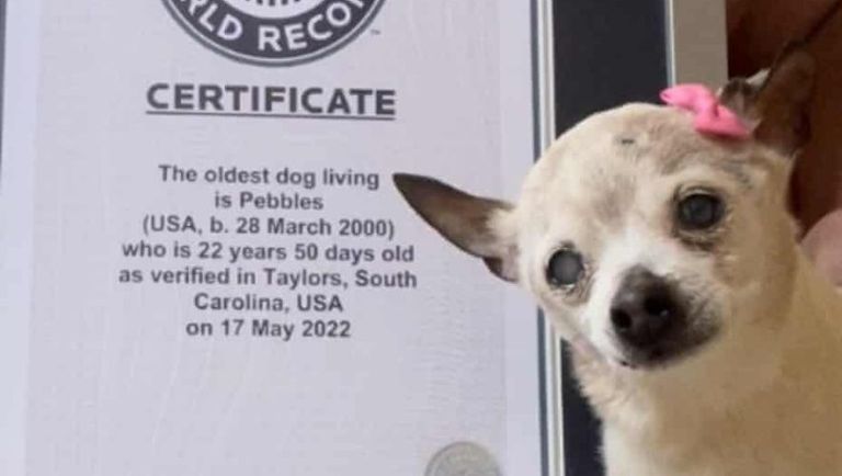 الكلبة بيبلز بجوار شهادة موسوعة جينيس