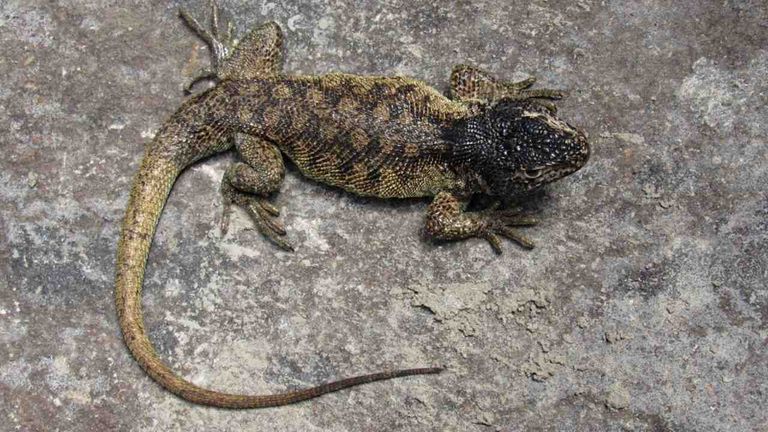 سحالي عثر عليها في بيرو