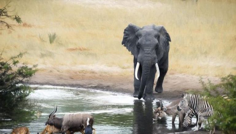الجفاف جعل الفيلة تميل أكثر نحو العنف