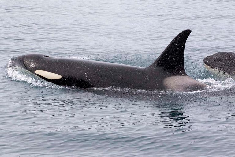 حوت الأوركا القاتل حوت الأوركا السفاح