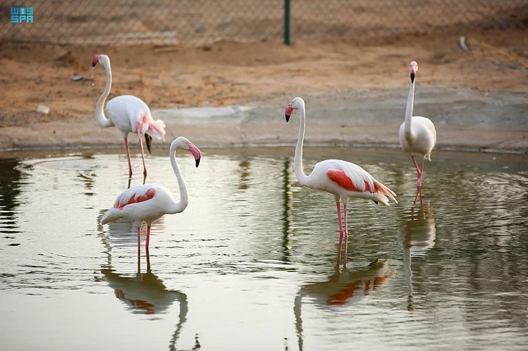 جانب من فعاليات منطقة جدة جنجل