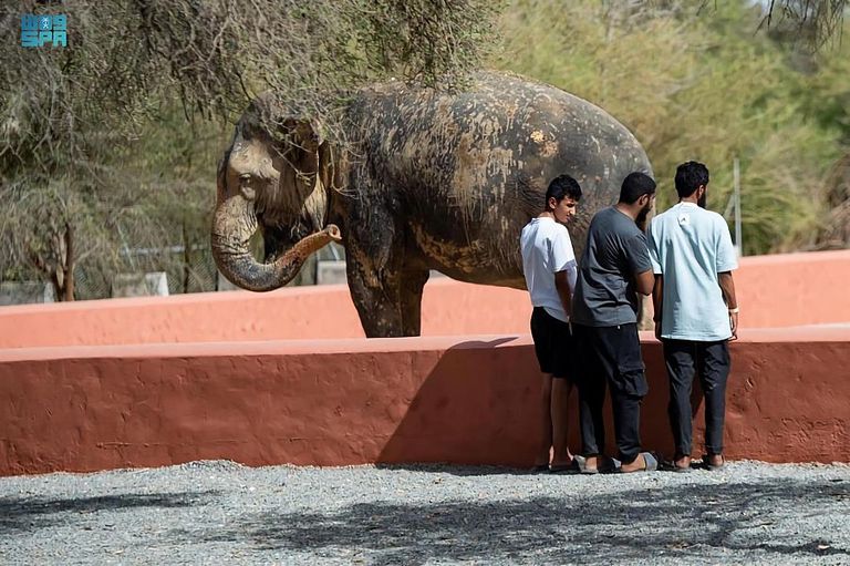 جانب من فعاليات منطقة جدة جنجل