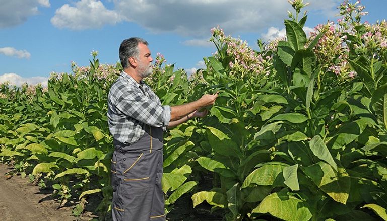 تلوث التبغ يشمل مختلف جوانب البيئة