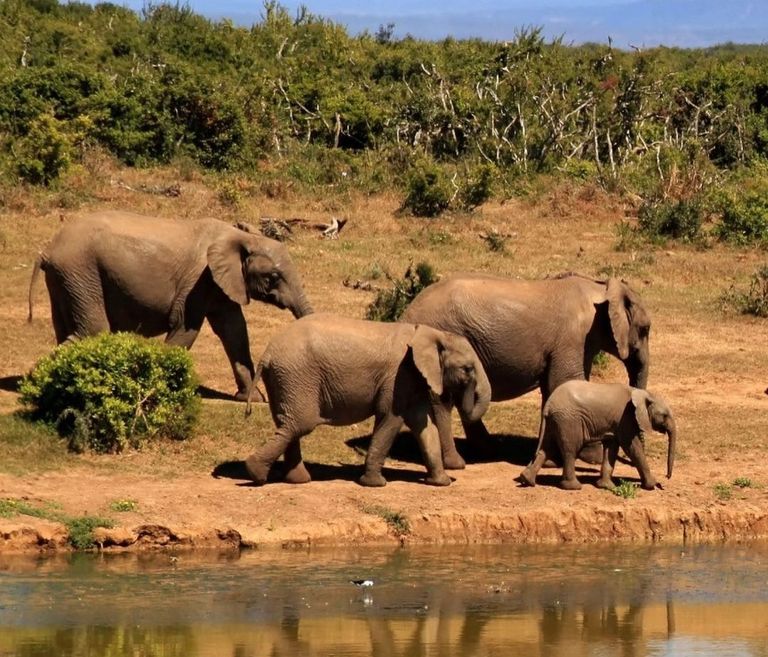 حديقة Boma National Park