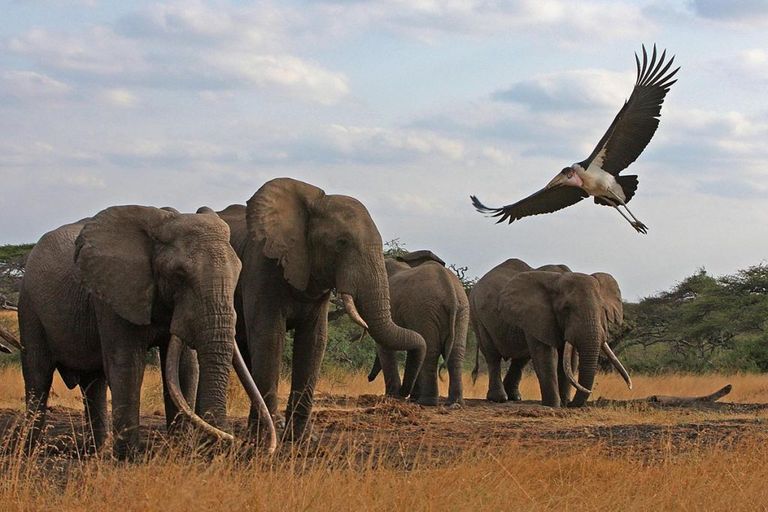 حديقة Boma National Park