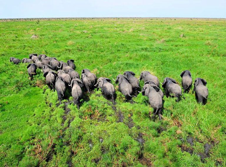 الحديقة الوطنية Shambe National Park حديقة Boma National Park